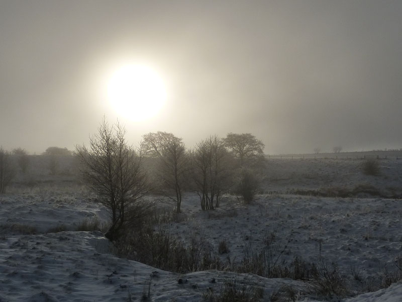 Misty Fields